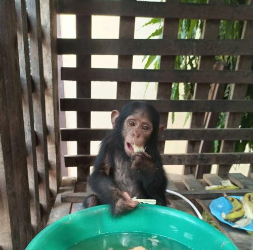 Kindu : 2 Chimpanzés Séquestrés Restitués à l'ICCN