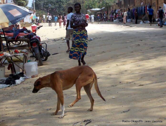 Rage à Bunia : Alarme sur le faible taux de vaccination des animaux domestiques