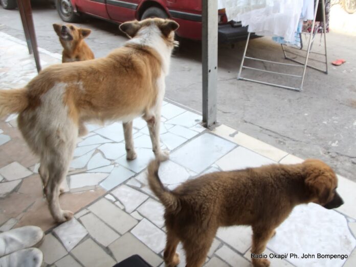 Lubumbashi en alerte : les morsures de chiens errants provoquent huit décès en 2024