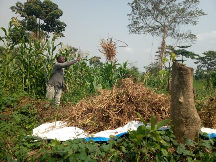 Ituri : l'exportation frauduleuse de 15 000 tonnes de produits met en péril la sécurité alimentaire