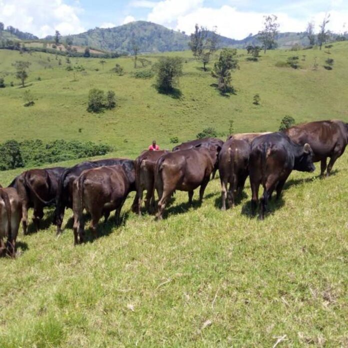 Ituri : La restitution de 78 vaches volées, un geste porteur d'espoir pour la paix