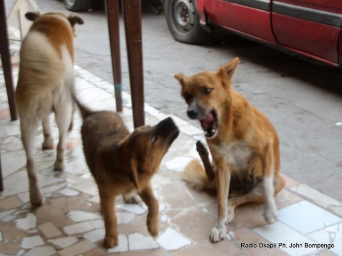 Rage canine à Lubumbashi: alerte sanitaire et vaccination express !
