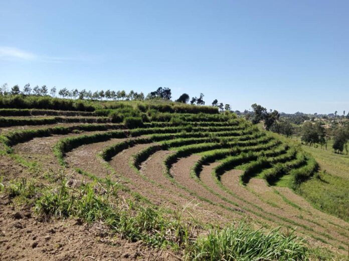 Nord-Kivu : la guerre du M23 étouffe l'agriculture et hante l'avenir de Lubero