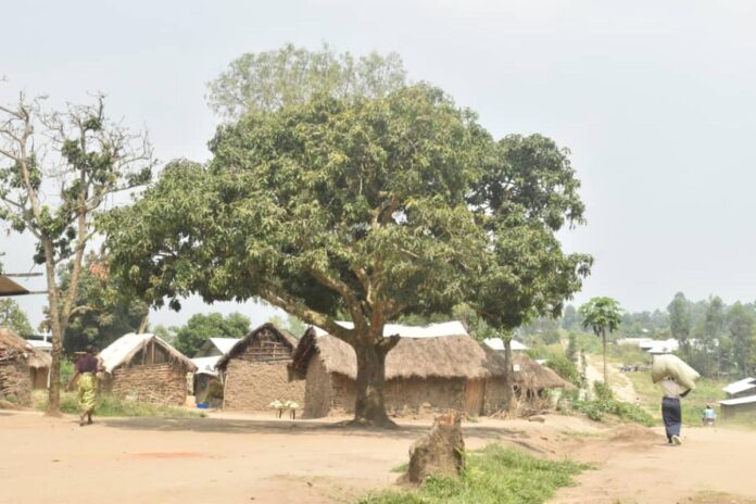 Sud-Kivu : Kalehe submergé par une nouvelle vague de déplacés en proie au M23