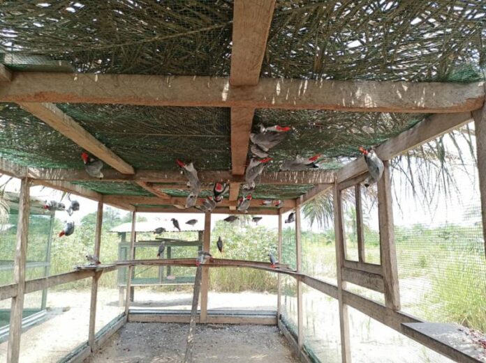 Maniema : Un espoir pour les perroquets gris d'Afrique rapatriés
