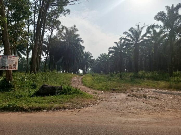 Beni : l'ICCN appelle à protéger le Parc des Virunga face à l'empiètement illégal