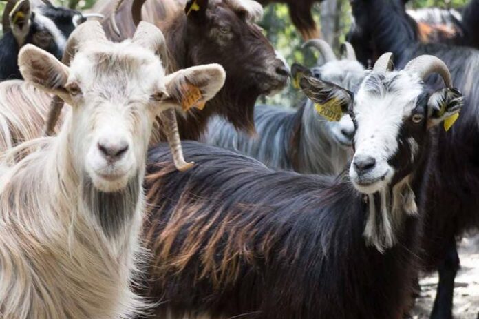 Haut-Uele : une hécatombe caprine silencieuse frappe Faradje - Plus de 700 chèvres decimées par la peste des petits ruminants en 30 jours