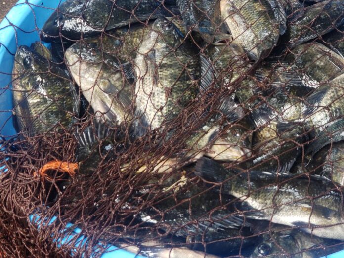 Ituri : l'aquaculture de la MONUSCO offre une porte de sortie aux ex-miliciens de Tchomia