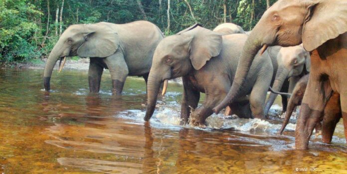 Ankoro sous terreur : Une femme piétinée par un éléphant, 8 morts en 5 ans au Tanganyika
