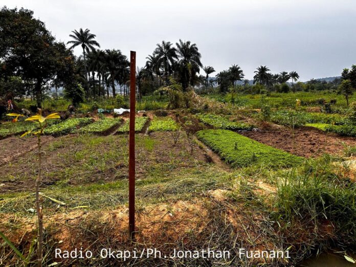 Sécheresse Nord-Kivu : La famine menace Kasindi après la destruction des récoltes