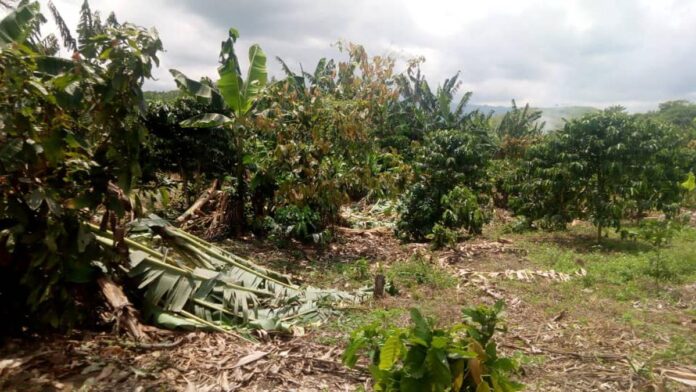 Inondations à Masisi : une crise alimentaire imminente au Nord-Kivu
