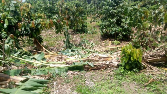 Inondations à Nyiragongo : des cultures anéanties, une crise alimentaire imminente