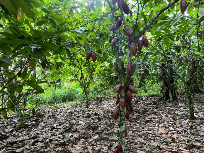 Cultures pérennes en RDC : le programme PSFD, une arme efficace contre la déforestation
