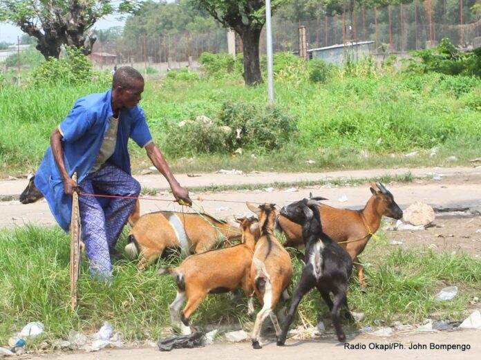 Ituri contre la peste des petits ruminants : une campagne de vaccination vitale lancée