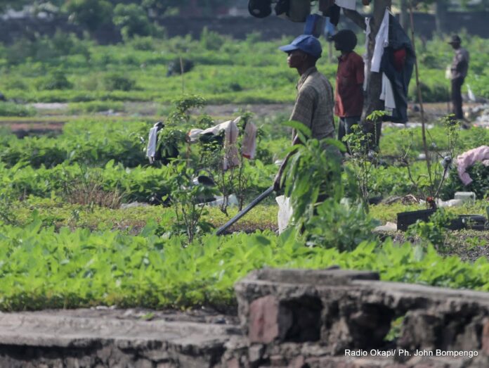 Kasaï-Oriental : La distribution d'outils aratoires à Mbuji-Mayi, un rempart contre l'insécurité alimentaire