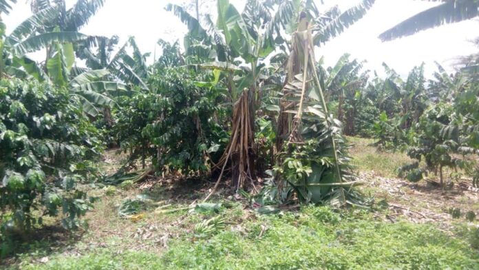 Cultivateurs du Lualaba expulsés de force : l'entreprise chinoise Dirton Corporation Mining au cœur d'un conflit foncier à Lubudi