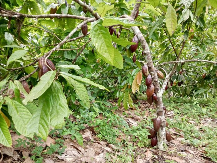 Cacao RDC : arrestations arbitraires à Kasindi-Lubiriha étranglent l'économie locale