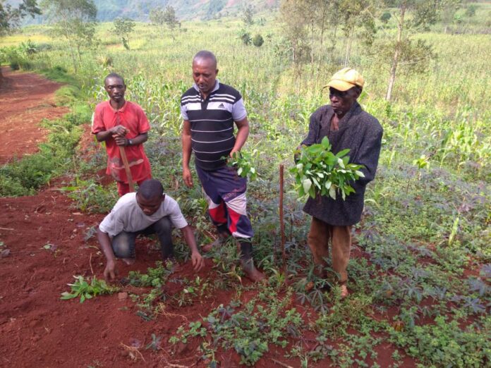 Maniema : 3,5 tonnes de semences café robusta distribuées pour relancer l'agriculture pérenne