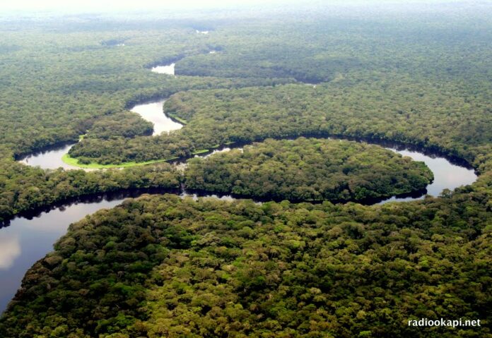 Nord-Kivu : les forêts otages des groupes armés, une crise écologique et économique