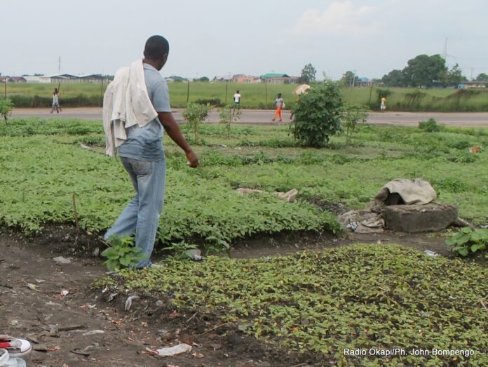 Nord-Ubangi : Distribution de semences et tracteurs pour une révolution agricole