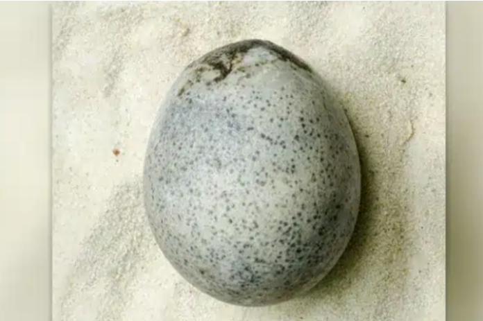 oeuf antique intact présenté avec visualisation scientifique en coupe tridimensionnelle