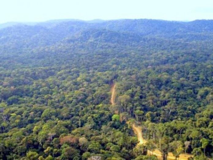 Vue d'une forêt tropicale dense du bassin du Congo avec des arbres hauts et une végétation luxuriante
