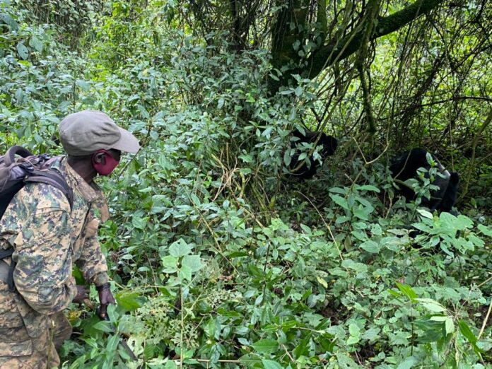 Poste de surveillance endommage dans une zone forestiere proche d un parc national sous tension securitaire