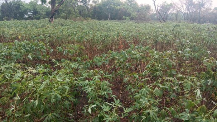 Intrants agricoles, semences et outils distribues a des menages vulnerables dans le Tanganyika