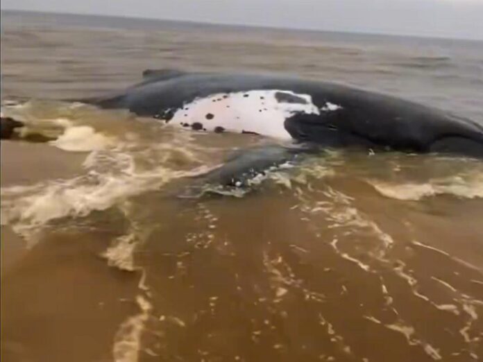 Cortège funèbre de la baleine géante à Muanda, Kongo-Central