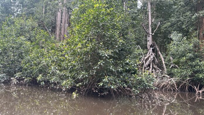 Vue des palétuviers aux racines échasses dans le Parc marin des mangroves de Muanda
