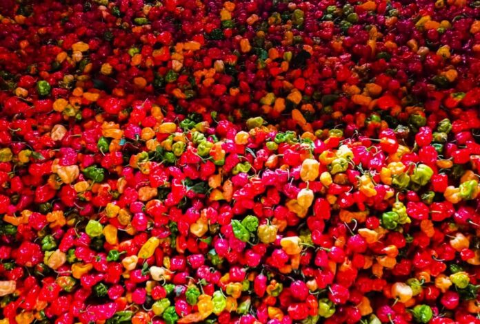 Signatures de contrat entre représentants chinois et congolais pour l'exportation de piment sec