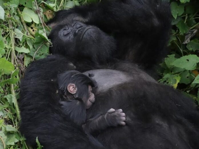 Gorille de montagne femelle avec son nouveau-né dans la végétation du parc des Virunga