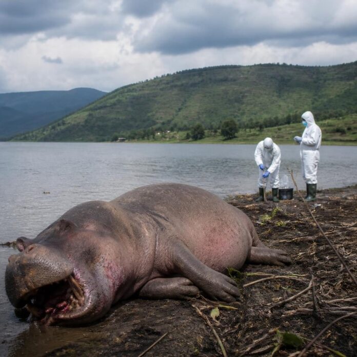 Un hippopotame mort gît sur la berge du lac Édouard à Vitshumbi, avec des agents sanitaires en tenue de protection effectuant