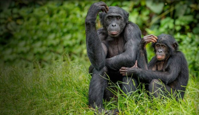 Bonobos évoluant dans un enclos arboré au sanctuaire Lola ya Bonobo, avec un soigneur en arrière-plan