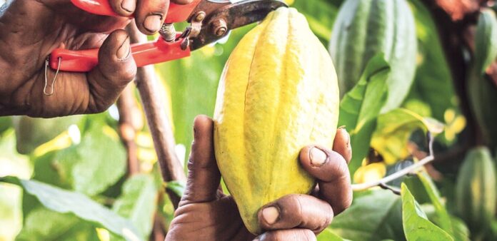 Cacaoyers chargés de cabosses dans une plantation de la Tshopo
