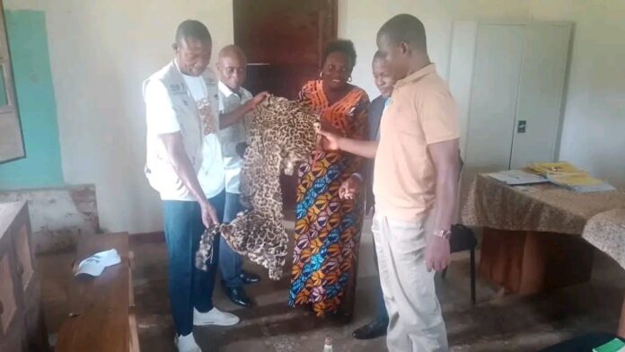 Peau, griffes et canines de léopard exposées lors d'une saisie à Ubundu