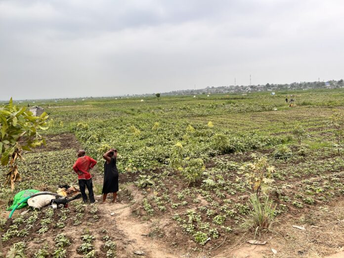 Terrain maraîcher à Boma avec parcelles endommagées, semences éparpillées et traces de tracteurs sur sol rouge