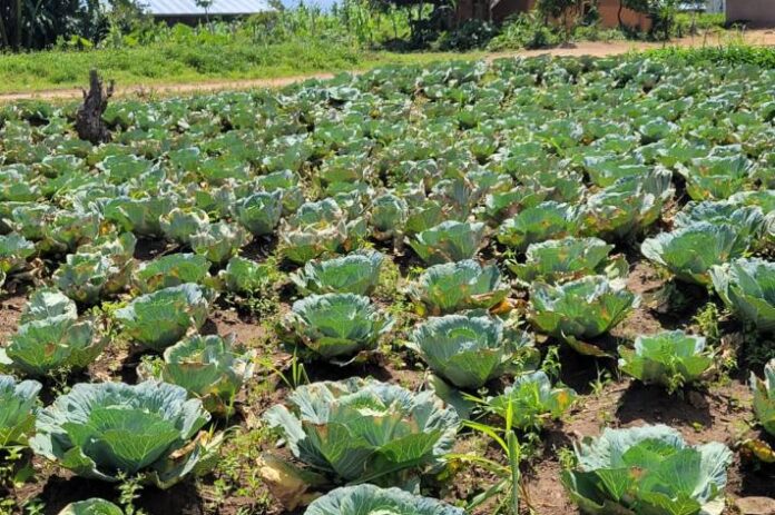 Parcelle agricole avec plants de maïs, haricots et légumes sous un ciel couvert dans une zone rurale d’Irumu