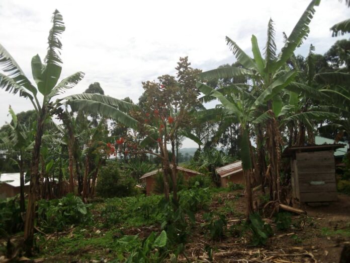 Plantation de bananiers endommagée avec arbres abattus dans une zone rurale du Nord-Kivu