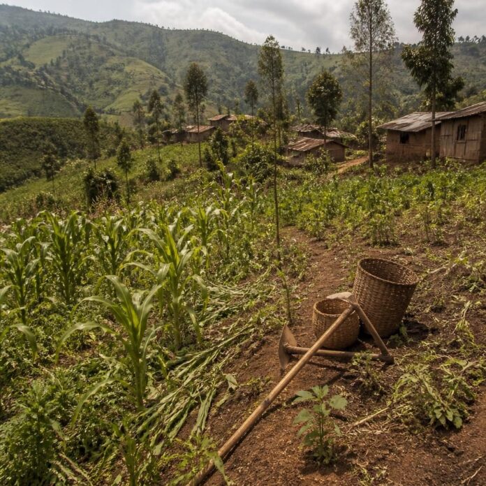 Champs agricoles et sentiers boueux dans une zone rurale de Nyamilima, au Nord-Kivu, sous une ambiance tendue