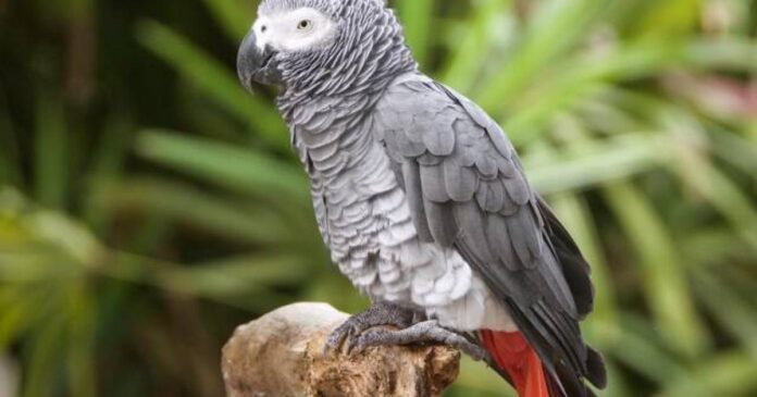 Forêt tropicale du bassin du Congo avec animaux sauvages et signes de chasse