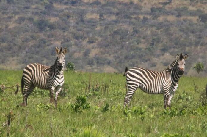 Savane et zone humide du parc de l’Upemba avec traces d’exploitation minière et engins lourds