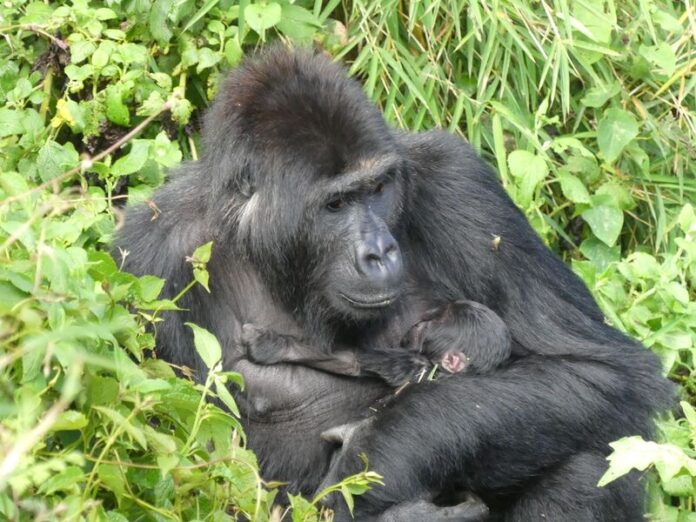 Illustration editoriale accompagnant : Un bébé gorille mâle naît dans la famille Humba aux Virunga