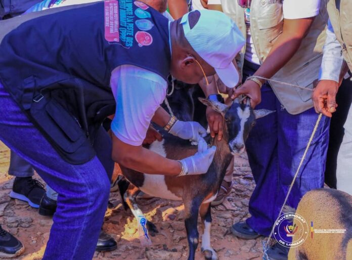 Illustration editoriale accompagnant : Vaccination animale gratuite à Kabinda : le ministre lance la campagne